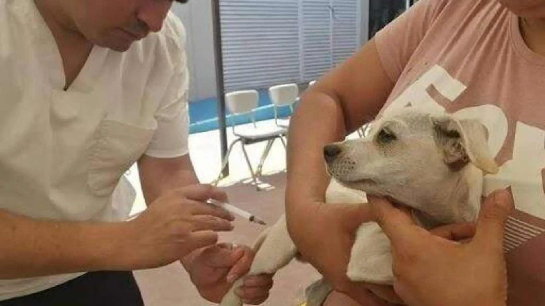 La vacuna contra la rabia se aplica a las mascotas a partir de 1 mes de vida y el refuerzo a los 3 meses